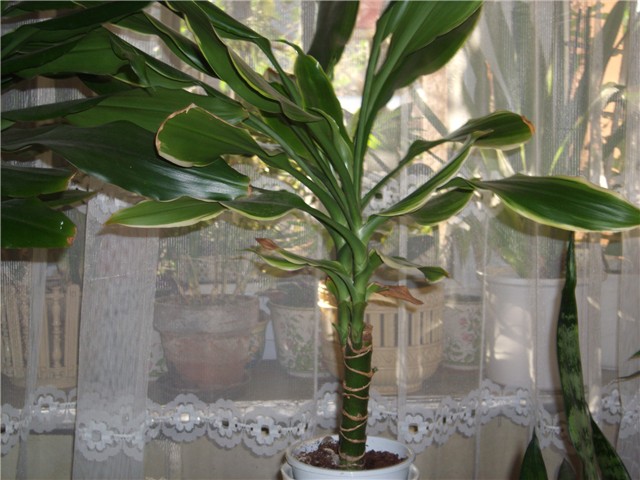 dracena